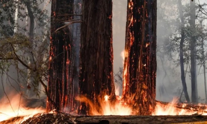 Cây cổ thụ hồi sinh sau cháy rừng nhờ mầm cây 2.000 năm tuổi