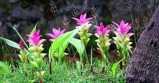 Việt Nam sở hữu một loại củ hiếm có khó tìm trên thế giới, chỉ có dưới 10 quốc gia trồng được