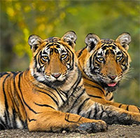 Kỷ lục buồn của loài hổ tại Ấn Độ