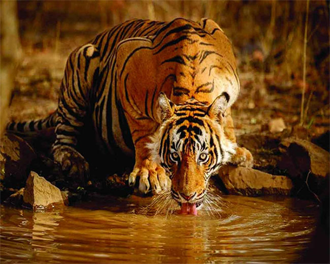 Kỷ lục đáng buồn của loài hổ ở Ấn Độ