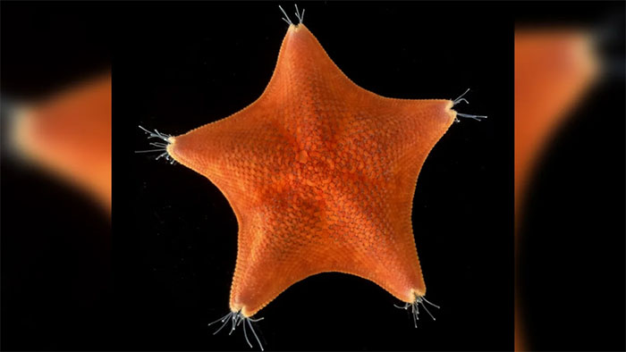 Khám phá cấu trúc cơ thể độc đáo của sao biển