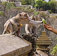 Video: Khỉ đuôi dài "ăn trộm tống tiền" cực kỳ xảo trá