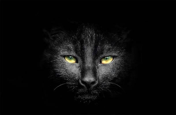 Sự mê tín cổ xưa xung quanh mèo đen cũng lâu đời như chính nền văn minh
