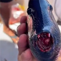 Ngư dân bối rối khi bắt được cá lạ có hàm răng đỏ như máu