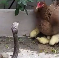 Kỳ lạ gà mái đánh nhau với rắn hổ mang để bảo vệ đàn vịt con