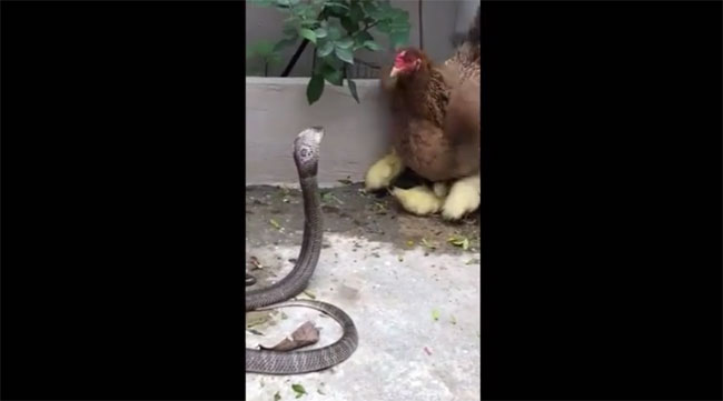 Kỳ lạ gà mái chiến đấu với rắn hổ mang để bảo vệ đàn con