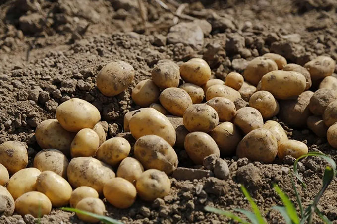 Các nhà khoa học Nga đạt được đột phá nhờ sử dụng vỏ khoai tây