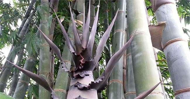 Bí ẩn về loài tre khổng lồ, có thể cao hơn tòa nhà 10 tầng