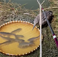 Video: Chim diệc táo tợn đánh cắp cá của cần thủ