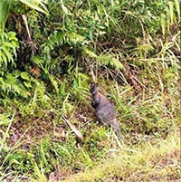 2 trong 4 con chuột túi bắt được ở Cao Bằng đã chết