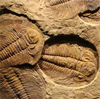 Đá cổ Trung Quốc phơi bày "ngày tận thế" nửa tỉ năm trước