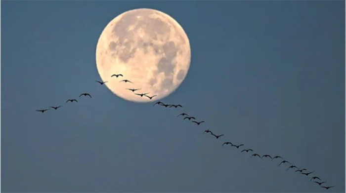 Đàn chim bay trước trăng lạnh năm 2022