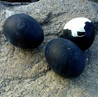 Loại trứng gà lạ màu đen sì, giá tới 1 triệu đồng/quả