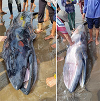 Cá ông nặng 300kg dạt vào bờ biển Trà Vinh