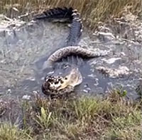 Video: Cá sấu nuốt chửng trăn khổng lồ sau trận tử chiến