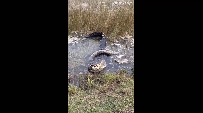 Video: Cá sấu nuốt chửng trăn khổng lồ sau trận tử chiến