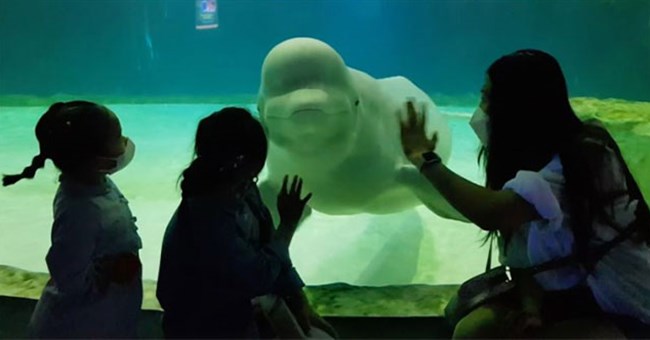 Chuyện về cô cá voi cô đơn nhất Hàn Quốc: Đau lòng nhìn đồng loại lần lượt ra đi trong suốt gần 10 năm bị giam cầm