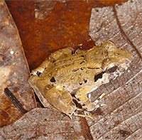 Loài ếch răng nanh nhỏ nhất thế giới, chỉ nặng tương đương một đồng xu