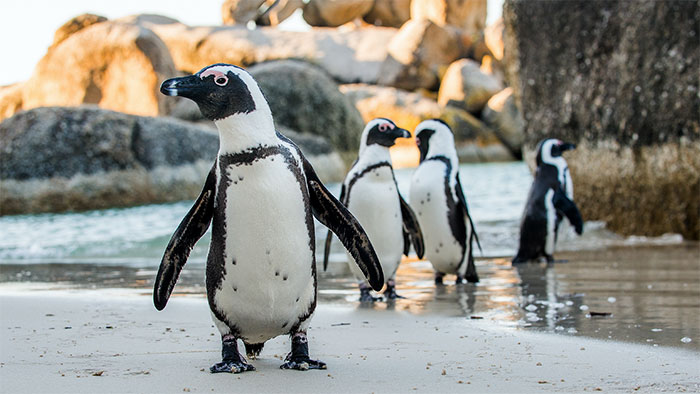 Biến đổi khí hậu khiến chim cánh cụt châu Phi không còn nơi sinh sống