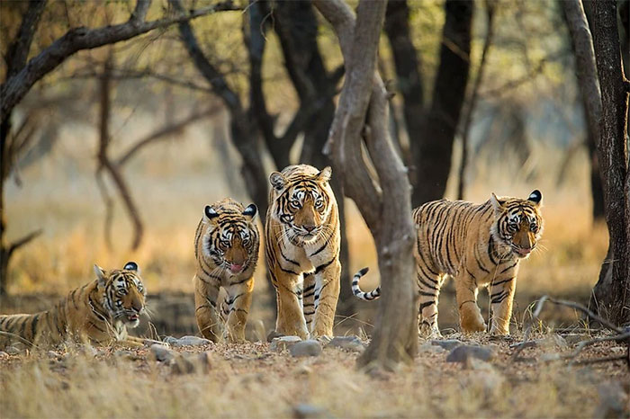 Quốc gia nào có số lượng hổ lớn nhất trên hành tinh của chúng ta?