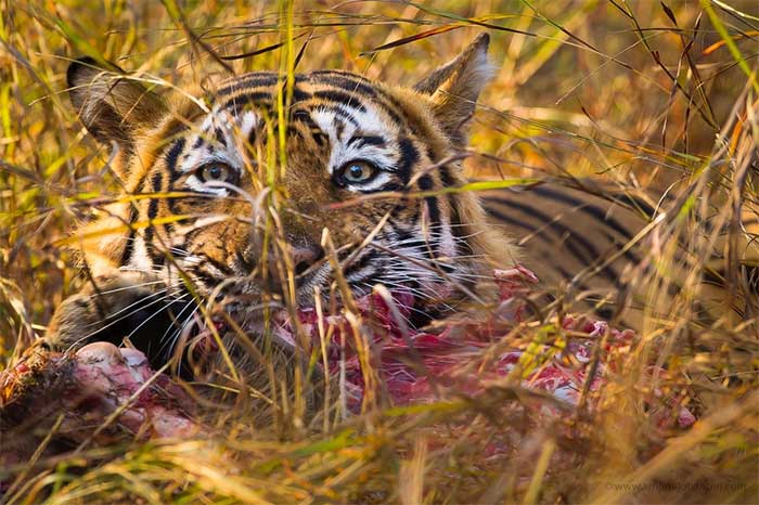 Quốc gia nào có số lượng hổ lớn nhất trên hành tinh của chúng ta?