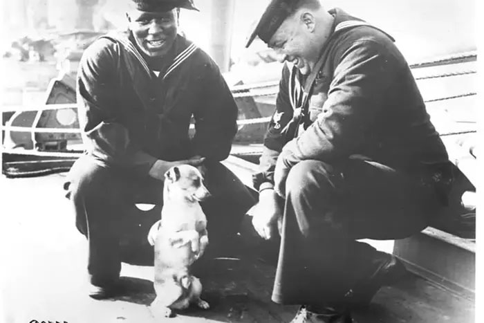 Điều thú vị về chó trên tàu Hải quân Mỹ