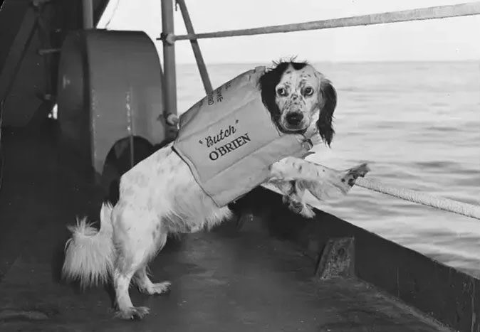 Điều thú vị về chó trên tàu Hải quân Mỹ