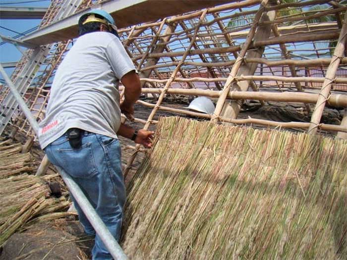 Cỏ Pili được người bản địa Hawaii sử dụng để lợp nhà.