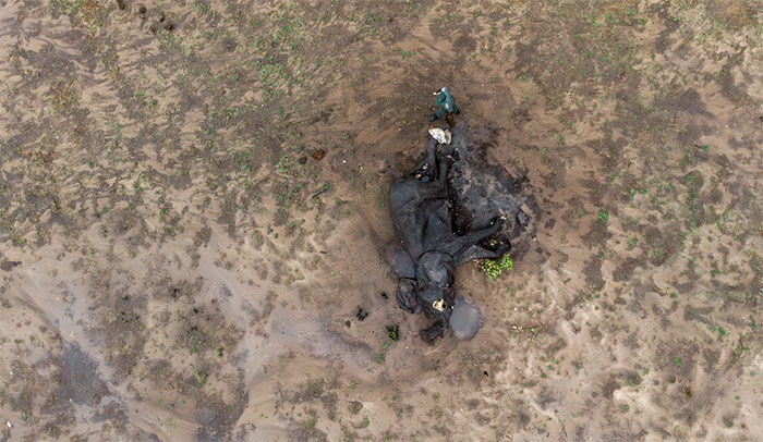 Hàng trăm con voi chết do hạn hán nghiêm trọng ở Zimbabwe