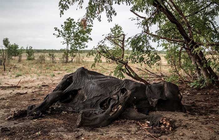 Hàng trăm con voi chết do hạn hán nghiêm trọng ở Zimbabwe