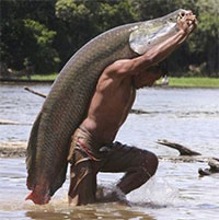 Nguy cơ hải tượng long xâm chiếm vùng Amazon