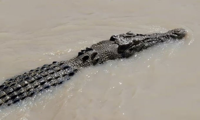 Cá sấu dài 4m nhảy lên thuyền tấn công ngư dân