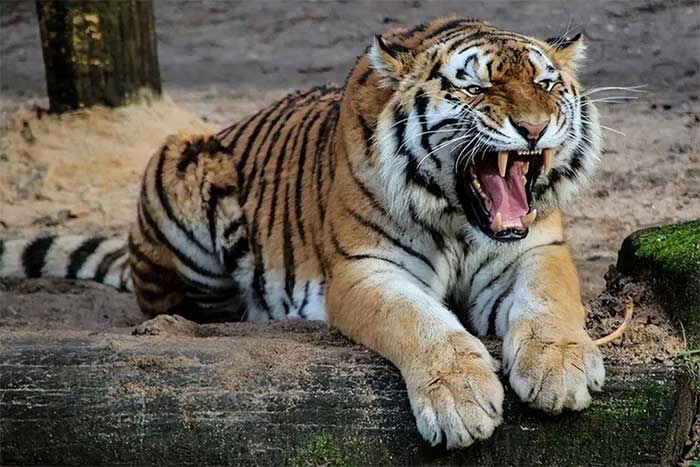 Sức chiến đấu của hổ nguyên thủy đáng sợ đến mức nào?