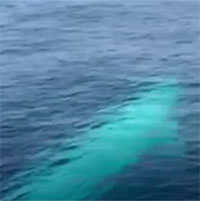 Phát hiện loài nghi là cá voi Omura bí ẩn nhất thế giới tại biển Thái Lan