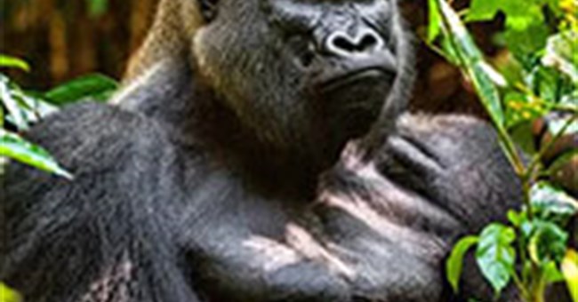 Top 10 loài động vật còn tồn tại và khỏe nhất trên hành tinh