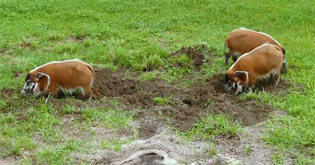 Red river hog - Loài lợn bảnh bao nhất thiên nhiên