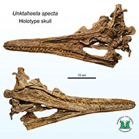 Xuất hiện quái vật 80 triệu tuổi đầu cá sấu, mình cá heo ở Mỹ