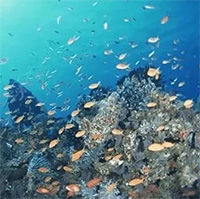 Động vật dưới biển uống nước lọc bằng cách nào? 