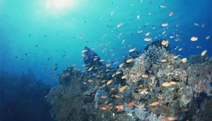 Cá biển đã tiến hóa các cơ quan với chức năng lọc độc đáo. 