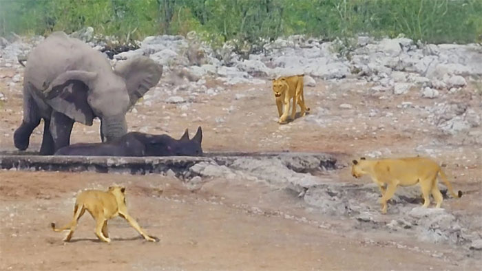 Voi rừng cố gắng cứu tê giác khỏi đàn sư tử đói và cái kết bất ngờ