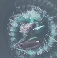 Cặp cá voi lưng gù tạo đường xoắn ốc giữa biển