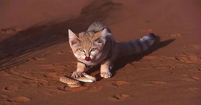 Vì sao mèo sa mạc có thể ăn rắn độc mà không bị nhiễm độc?