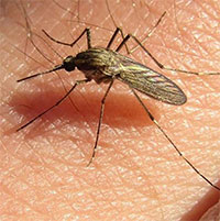 Muỗi "lũ" xâm chiếm Argentina, lây lan bệnh viêm não hiếm gặp