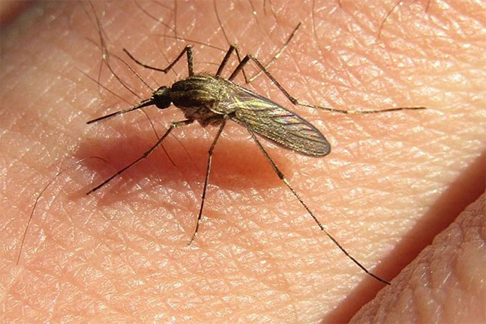 Muỗi "lũ" xâm chiếm Argentina, lây lan bệnh viêm não hiếm gặp