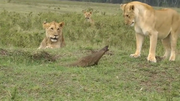 Cầy mangut dám đối đầu với sư tử và cái kết khó tin