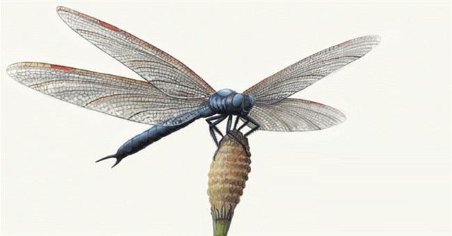 Trái đất như thế nào trong thời đại côn trùng khổng lồ?