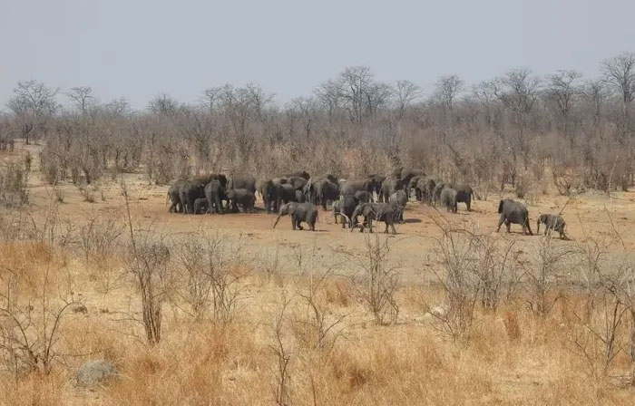 Thảm họa kinh hoàng: Hơn 160 con voi chết ở công viên Hwange vì hạn hán