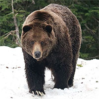Gấu ở Nga mắc kẹt trong trạng thái "nửa tỉnh, nửa mơ"