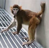 Trung Quốc tạo ra con khỉ nhân bản khỏe mạnh đầu tiên