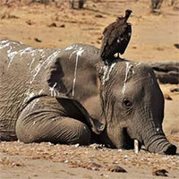 Thảm họa khủng khiếp: Hơn 160 con voi chết trong công viên Hwange vì hạn hán